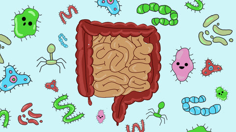 What Role Gut Bacteria Play On Your Health?